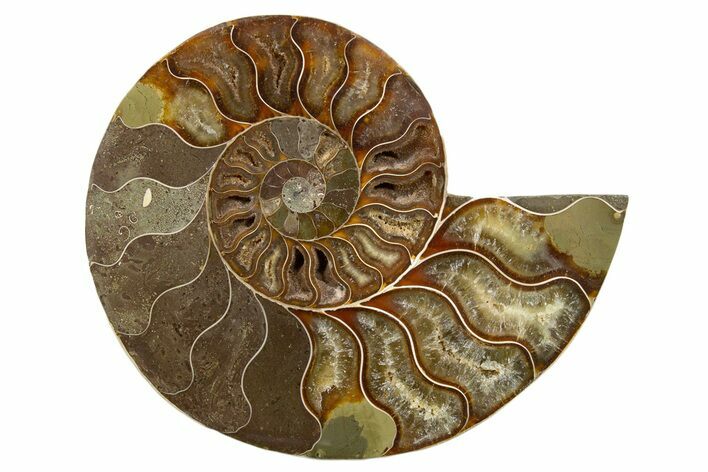Cut & Polished Ammonite Fossil (Half) - Madagascar #345615